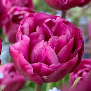 Тюльпан Backpacker Махровые тюльпаны -фото
