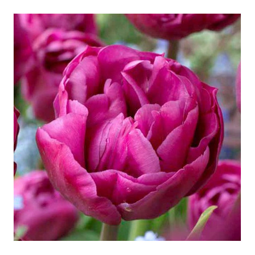 Тюльпан Backpacker Махровые тюльпаны -фото