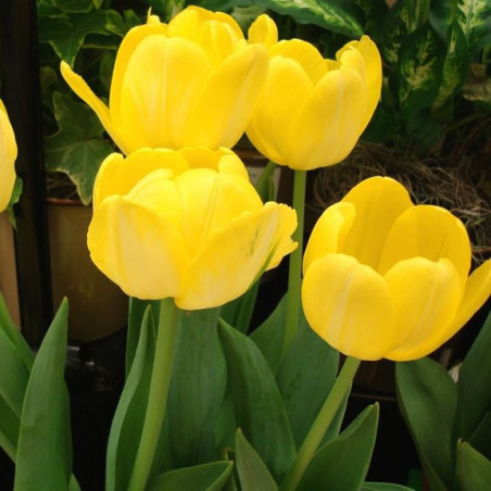 Тюльпан Yellow Angel Тюльпаны -фото