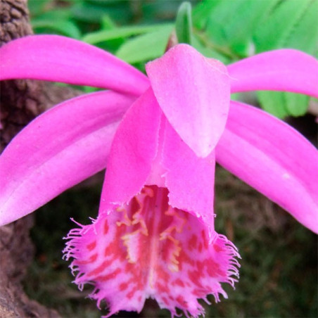 Плейоне Tongariro Садовые орхидеи -фото №