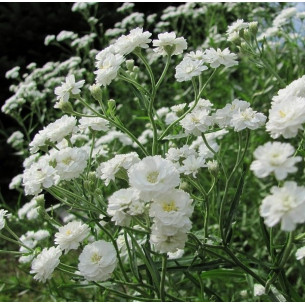 Гипсофила Снежинка, махровая, белая Семена многолетних цветов -фото