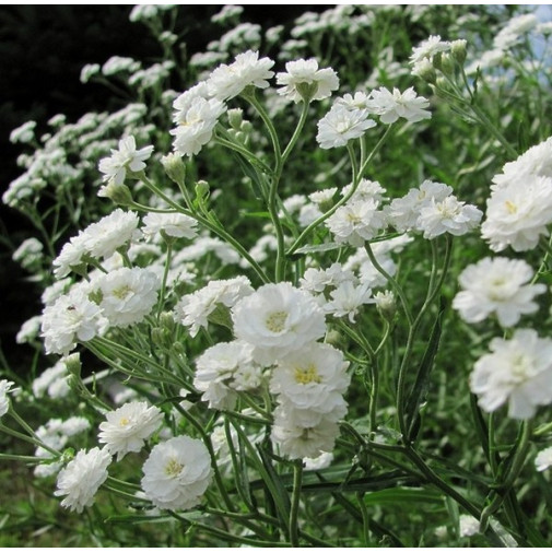 Гипсофила Снежинка, махровая, белая Семена многолетних цветов -фото