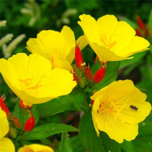 Энотера миссурийская Желтая Река Семена многолетних цветов -фото