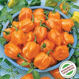 Перец Хабанеро, оранжевый Семена перца -фото