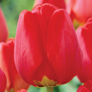 Тюльпан Apeldoorn Тюльпаны -фото