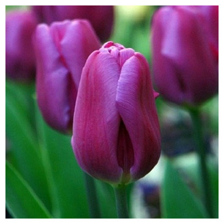 Тюльпан Purple Prince Тюльпани -фото №