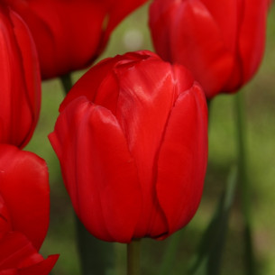 Тюльпан Red Impression Тюльпаны -фото