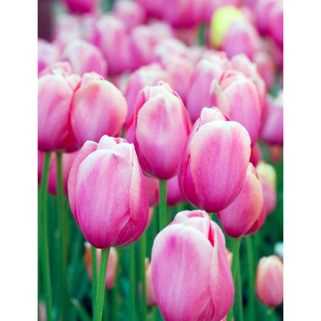 Тюльпан Holland Beauty Тюльпаны -фото