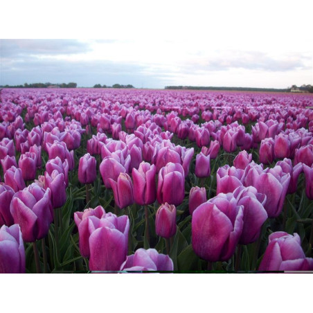 Тюльпан Holland Beauty Тюльпаны -фото