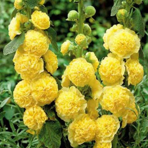 Шток-роза Мажорет, желтая Семена -фото