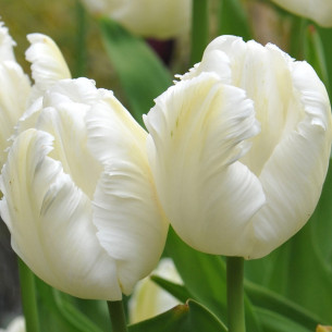 Тюльпан White Parrot Тюльпаны -фото