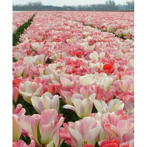 Тюльпан Pink heaven Тюльпани -фото №