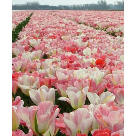 Тюльпан Pink heaven