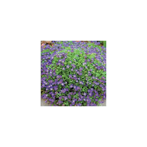 Обриета гибридная Весенний коврик, смесь Семена многолетних цветов -фото