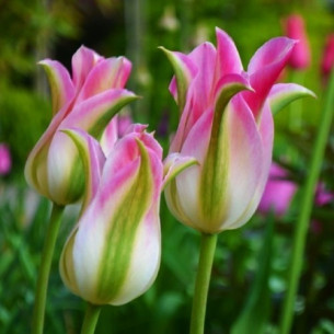 Тюльпан Florosa Тюльпаны -фото