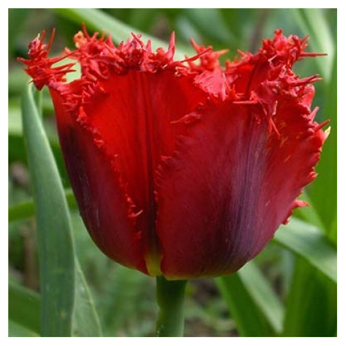 Тюльпан Red Wing Тюльпаны -фото