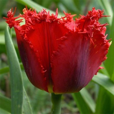 Тюльпан Red Wing