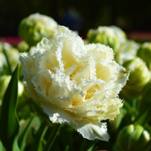 Тюльпан Snow Crystal Тюльпани -фото №