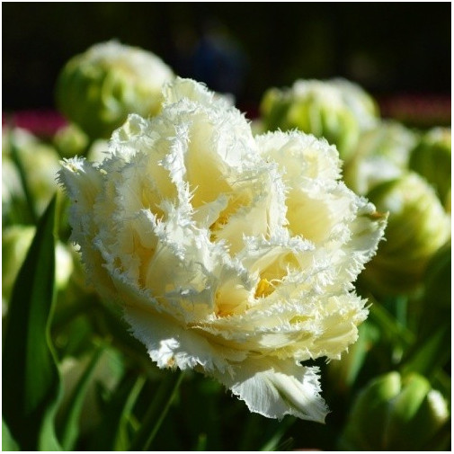 Тюльпан Snow Crystal Тюльпани -фото №