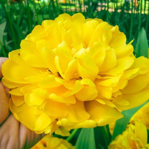 Тюльпан Yellow pomponette Тюльпани -фото №