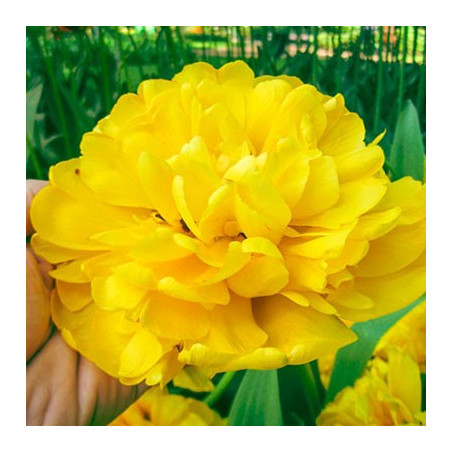 Тюльпан Yellow pomponette Тюльпани -фото №