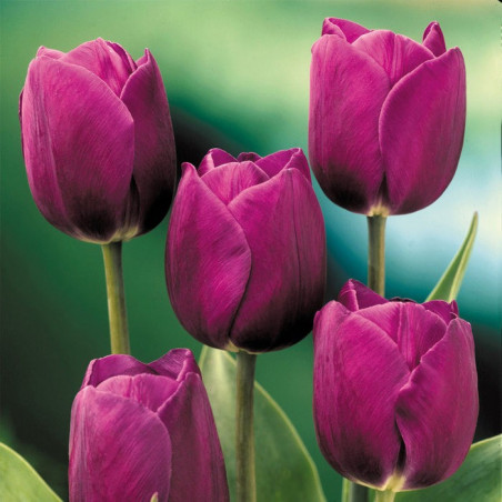 Тюльпан Purple Prince Тюльпани -фото №