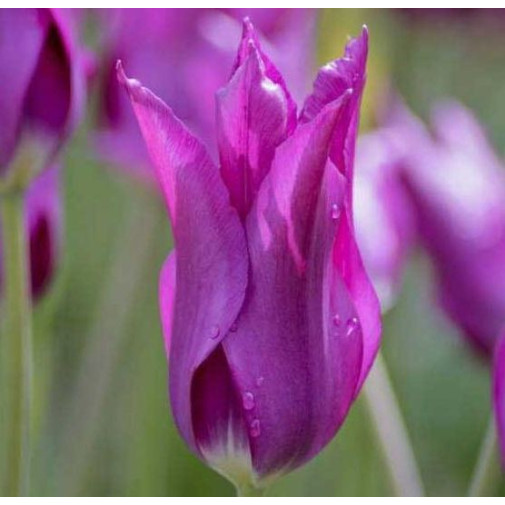 Тюльпан Purple Dream Тюльпани -фото №
