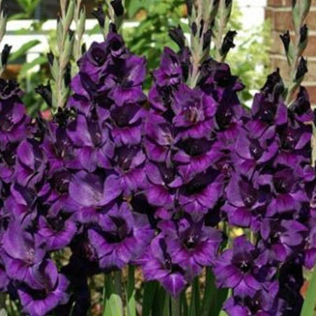 Гладіолус Purple Flora