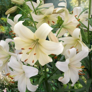 Лілія Pearl White Цибулини рослин -фото №