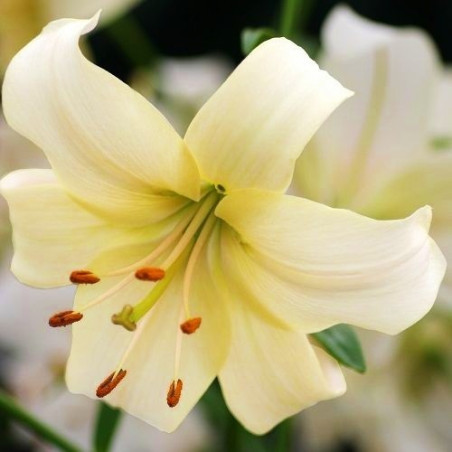 Лілія Pearl White Цибулини рослин -фото №