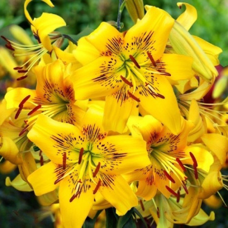 Лілія Yellow Bruse Цибулини рослин -фото №