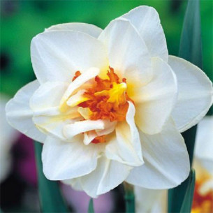 Нарцисс Flower Drift Нарциссы -фото