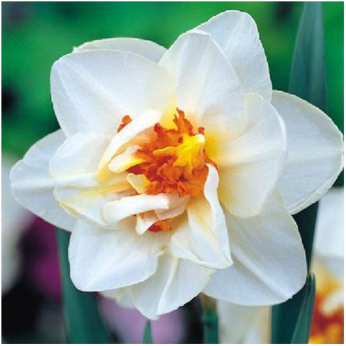 Нарцис Flower Drift Нарциси -фото №