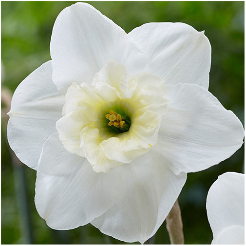 Нарцис Papillon Blanc Нарциси -фото №