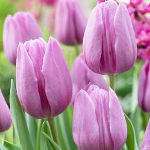 Тюльпан Violet Beauty Тюльпаны -фото