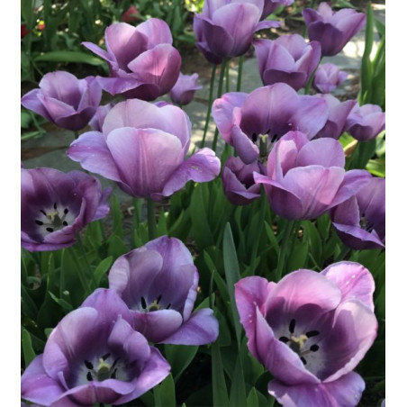 Тюльпан Violet Beauty Тюльпани -фото №