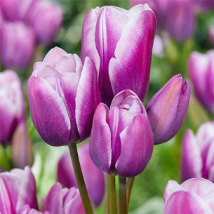 Тюльпан Purple Elegance Тюльпаны -фото