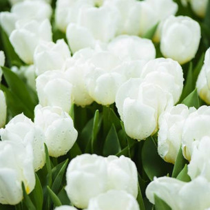 ТЮЛЬПАН DOUBLE WHITE Тюльпаны -фото