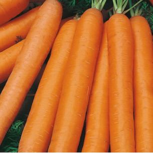 Морковь Монтана Семена моркови -фото