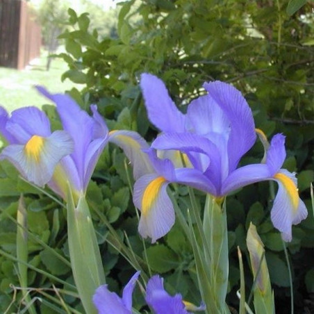 Ірис Hollandica Mystic Beauty Цибулини рослин -фото №