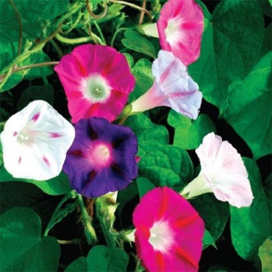 Ипомея Пурпурная, смесь Семена однолетних цветов -фото