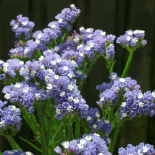 Кермек cвітло-голубий (насіння) Семена однолетних цветов -фото №