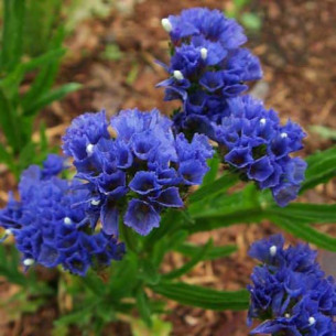 Кермек темно-синій (насіння) Семена однолетних цветов -фото №
