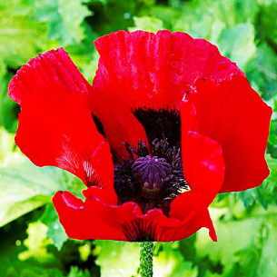 Мак Скарлет, червоний (насіння) Семена однолетних цветов -фото №