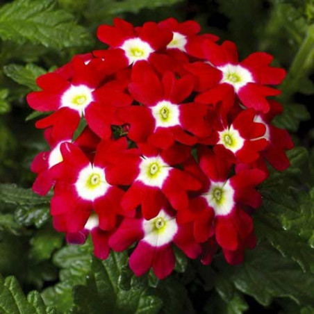 Вербена Кварц XP F1, суміш (насіння) Семена однолетних цветов -фото №