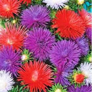 Астра Уникум, смесь (семена) Семена однолетних цветов -фото