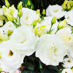 Еустома F1 ABC1 біла (насіння) Семена однолетних цветов -фото №
