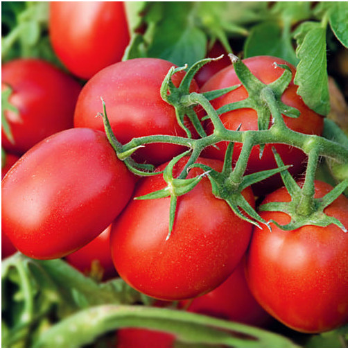 Томат Намиб F1 (семена) Семена томатов -фото