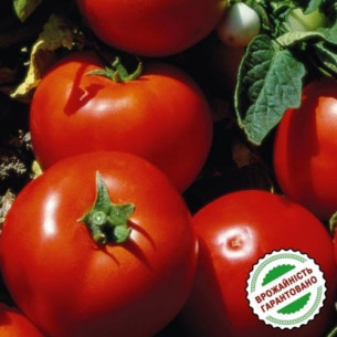 Томат Лоджейн F1 (семена) Семена томатов -фото