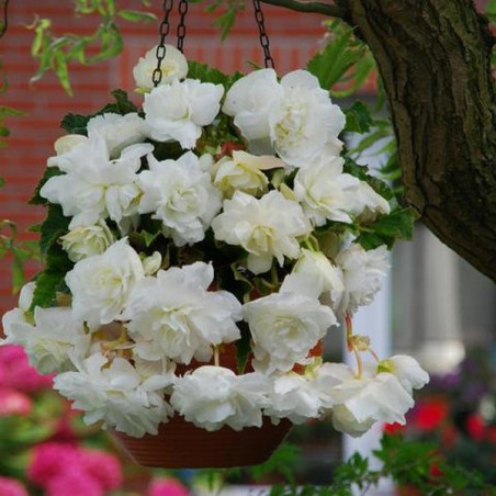 Бегонія Cascade White Цибулини рослин -фото №